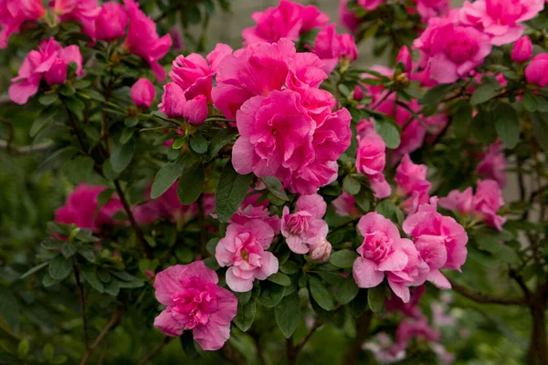 stock image beautiful pink flowers Azaleas in garden in spring