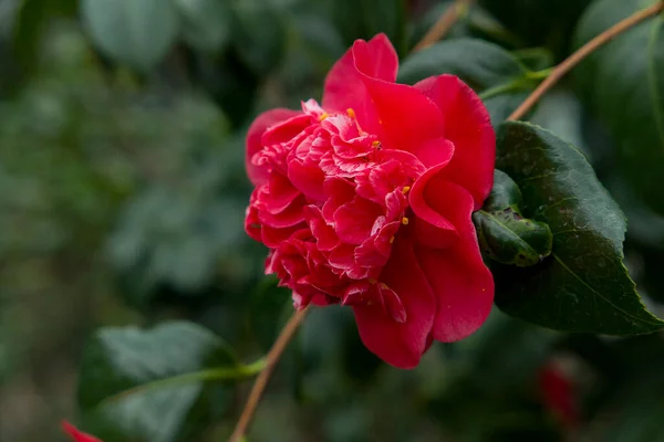 Red Camellia Flower Spring Garden — Stock Photo, Image