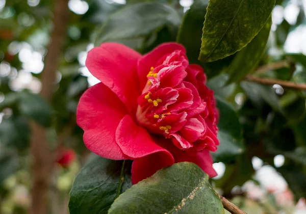 Красный Цвет Камелии Весеннем Саду — стоковое фото