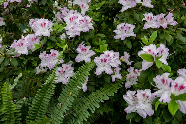 Белые Розовые Цветы Azalea Саду — стоковое фото