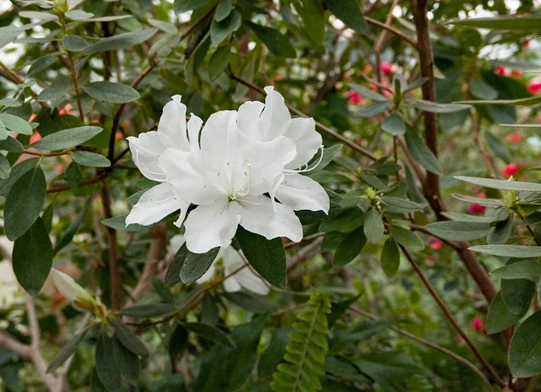 Красивая Весна Белый Цветок Azalea Саду — стоковое фото