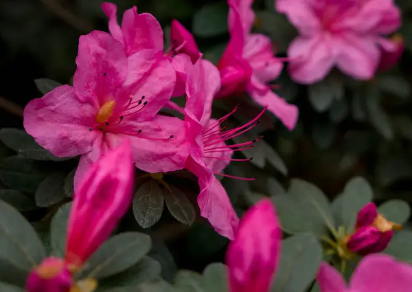 Baharda bahçedeki güzel pembe çiçekler.