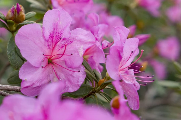 Vackra Rosa Blommor Azaleas Trädgården Våren — Stockfoto