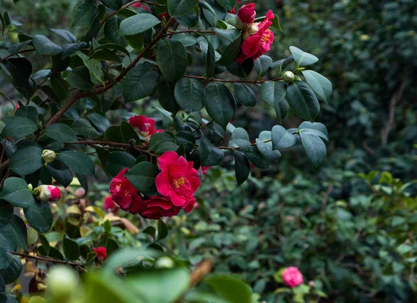 Czerwony Kwiat Kamelii Wiosennym Ogrodzie — Zdjęcie stockowe