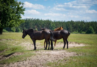Yazın çimlerin üzerindeki yeşil çayırdaki atlar.