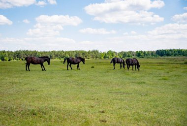 Yeşil çayırlarda at sürüsü Yazın mavi gökyüzü ve bulutlarla