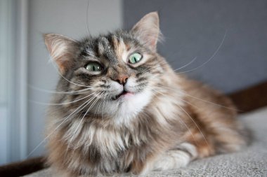 Gri, şaşırmış, yeşil ve sarı gözlü Sibirya kedisinin komik portresi.