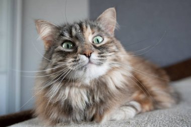 Gri, şaşırmış Sibirya kedisinin portresini kapat.