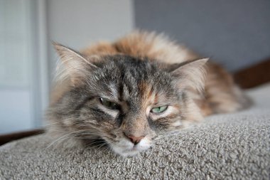 Evdeki gri uykulu Sibirya kedisinin portresini kapat.