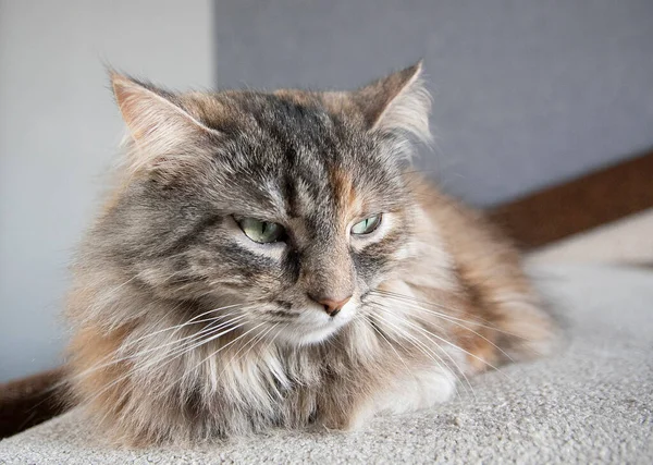 Evdeki gri Sibirya uykulu sevimli kedinin portresi