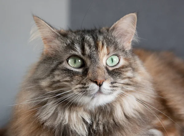 Evinde sarı ve yeşil gözlü gri Sibirya kedisinin portresi. 