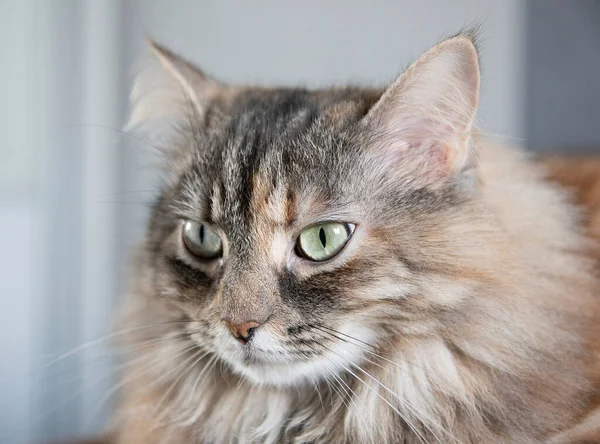 Evinde sarı ve yeşil gözlü gri Sibirya kedisinin portresi. 