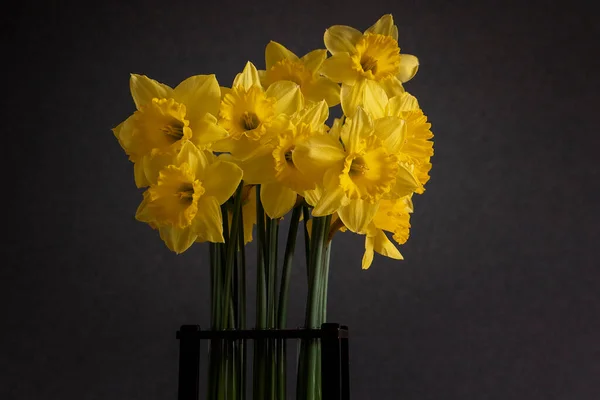 Bouquet Spring Yellow Daffodils Black Ground Vase — Stock Photo, Image