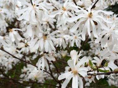 Beyaz çiçek manolyasını kapatın. İlkbaharda su damlaları açsın.