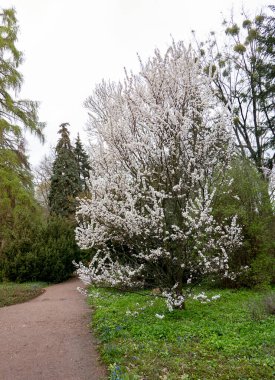 Çiçek açan bahar kiraz ağacı ve güzel beyaz çiçekler.