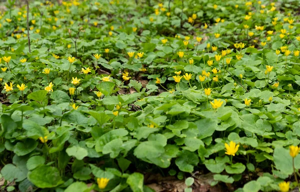 Желтые Одуванчики Зеленой Весенней Траве Поле — стоковое фото