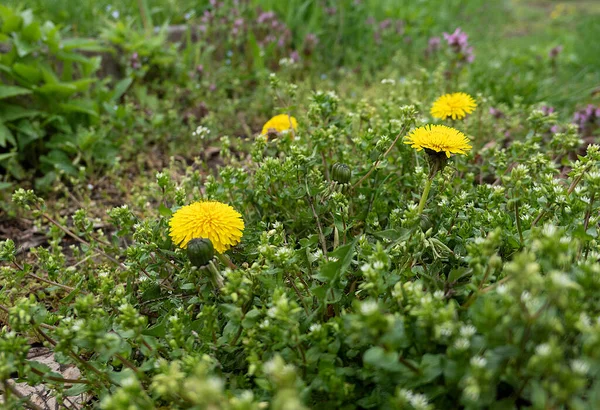 Żółte Mniszki Lekarskie Zielonej Wiosennej Trawie Polu — Zdjęcie stockowe