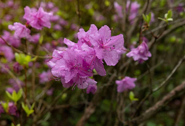 Fiori Rosa Giardino Primaverile Con Gocce Acqua Pioggia — Foto Stock