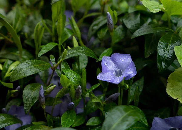 緑の葉に水滴のついた青い春の小さな花 — ストック写真
