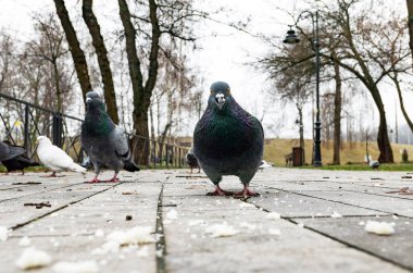 Komik güvercin baharda yerde kameraya bakıyor.