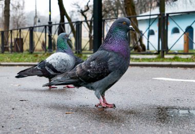 Bahar yağmurlu parkta yürüyen iki gri güvercin.