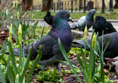 Bahar parkındaki yeşil çimlerde bir güvercin kuşu