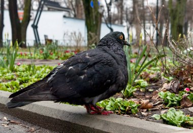 bahar parkında çimlerin üzerinde siyah güvercin