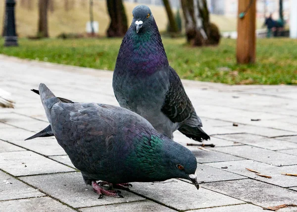 春の雨の公園を歩く2匹の灰色の鳩 — ストック写真