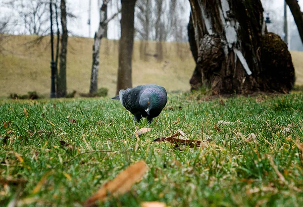 Сірий Голуб Зеленій Траві Шукає Їжу — стокове фото