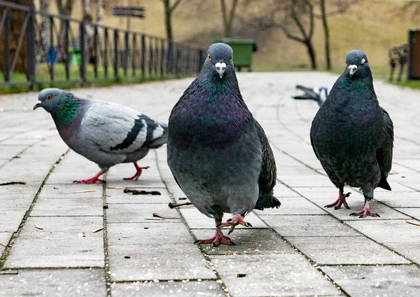 재미있는 비둘기 카메라를 — 스톡 사진