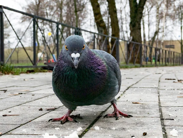 Rolig Duva Marken Våren Tittar Kameran — Stockfoto