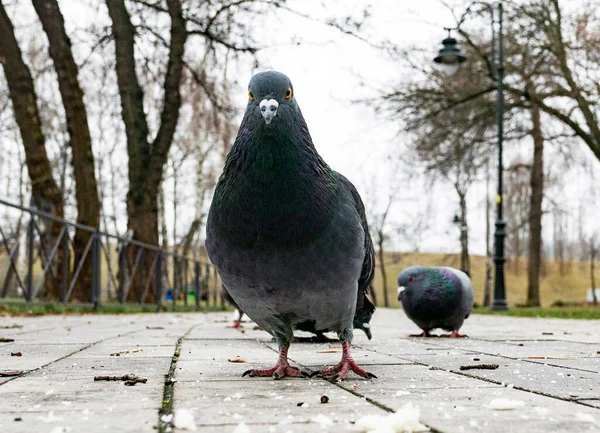 Rolig Duva Marken Våren Tittar Kameran — Stockfoto