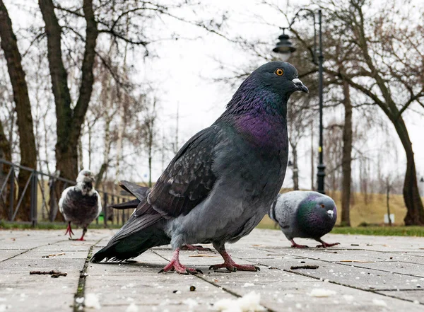 Komik Güvercin Baharda Yerde Kameraya Bakıyor — Stok fotoğraf