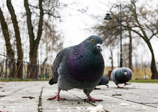 Komik Güvercin Baharda Yerde Kameraya Bakıyor — Stok fotoğraf