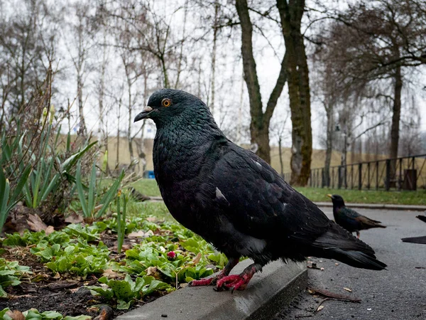 Bahar Parkında Çimlerin Üzerinde Siyah Güvercin — Stok fotoğraf