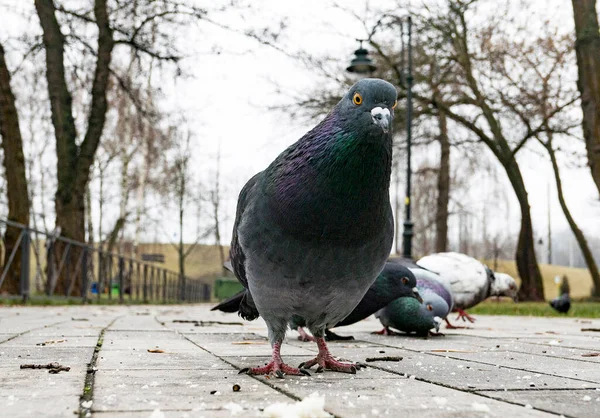 春になると地面に鳩がカメラを向け — ストック写真