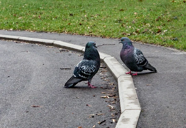 Two Grey Doves Walking Spring Rainy Park — Stock Photo, Image