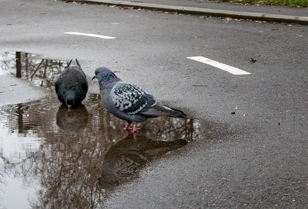 Duvor Pölen Vårstadsparken — Stockfoto