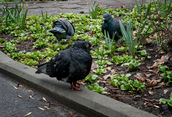 Svart Duva Gräset Vårparken — Stockfoto