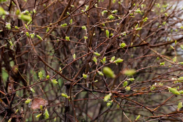 Ανοιξιάτικα Φύλλα Μπουμπούκια Στο Δέντρο Σταγόνες Βροχής — Φωτογραφία Αρχείου