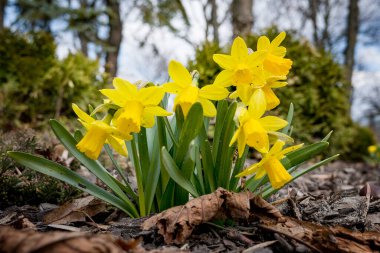 Baharın güneşli otlağındaki süs çiçeğinin sarı çalısı.