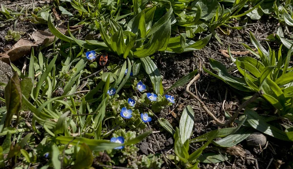Kék Kicsi Felejts Engem Nem Virágzik Erdőben Zöld Piros Bogár — Stock Fotó