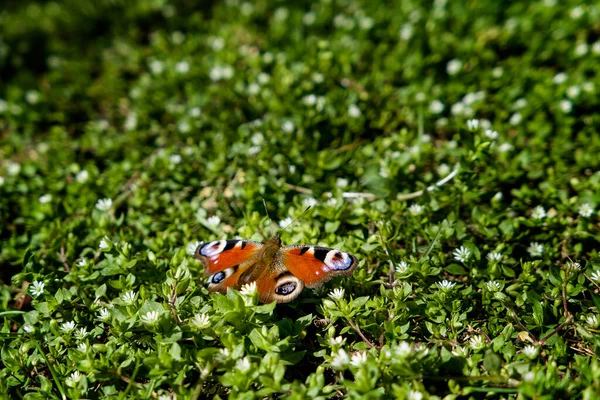 Beau Printemps Paon Papillon Sur Une Feuille Verte — Photo