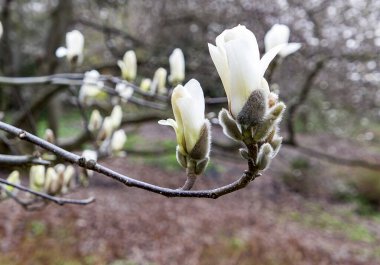Bahar bahçesinde beyaz manolya tomurcukları
