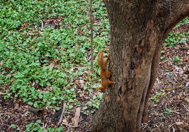 Yeşil bahar ormanında ağaçtaki sincap