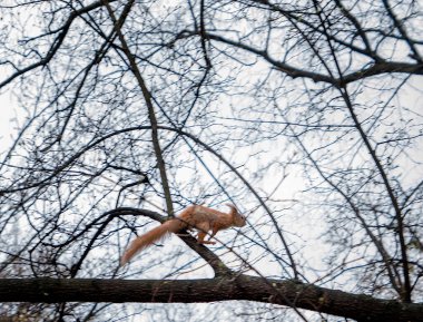 Yeşil bahar ormanında ağaçtaki sincap