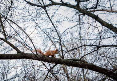 Yeşil bahar ormanında ağaçtaki sincap