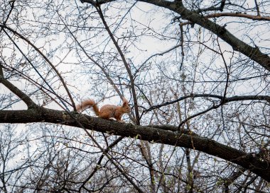 Yeşil bahar ormanında ağaçtaki sincap