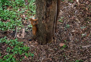 Yeşil bahar ormanında ağaçtaki sincap