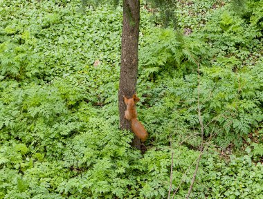 Ağaçta oturan kırmızı sincap.